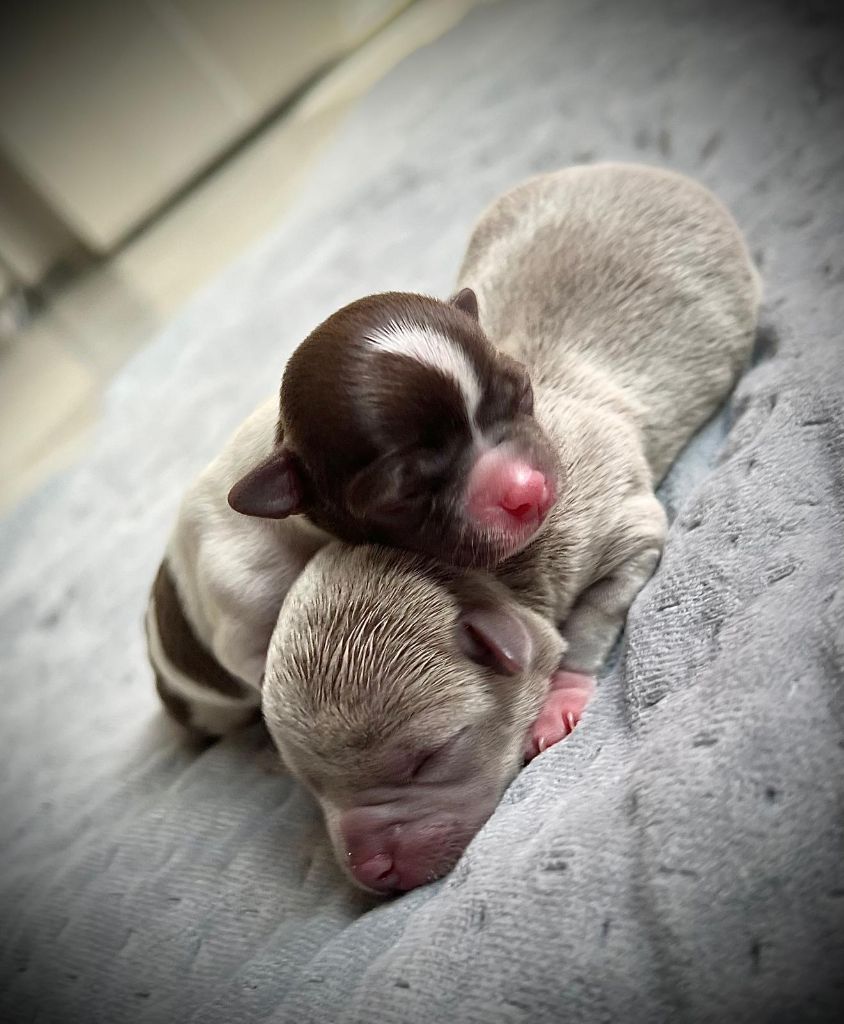Chiot Chihuahua Du Royaume D' Éroméos